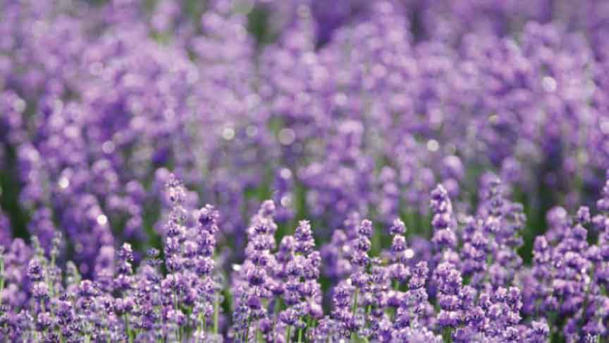 Té de Lavanda